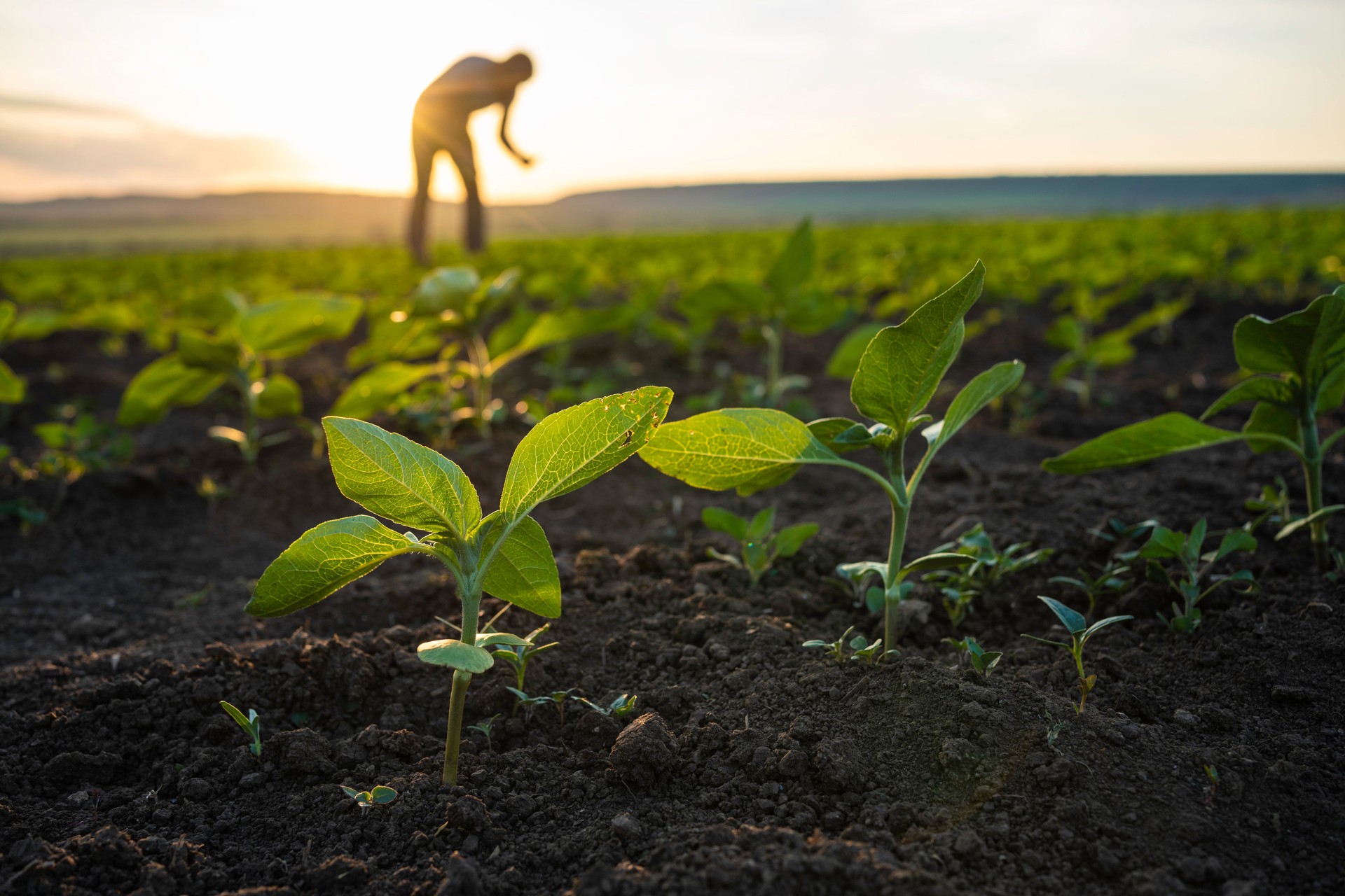 Farmer examining sunflower seedlings at sunset.